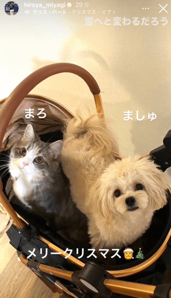 宮城大弥さんの愛犬ましゅと愛猫まろの画像